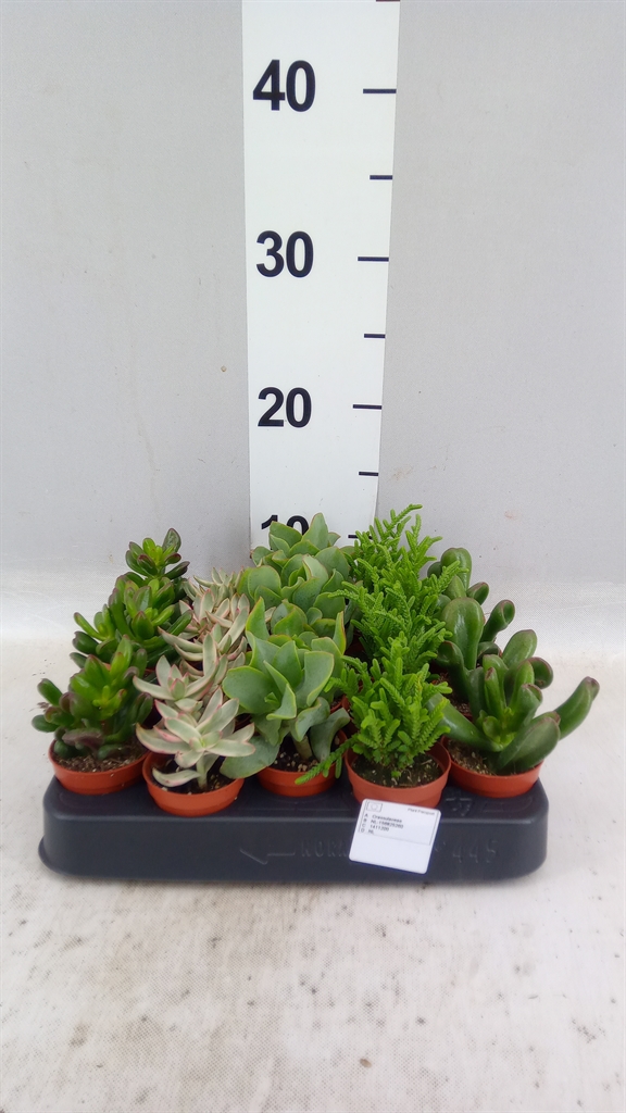 Crassula Mixed 5Ø 10cm