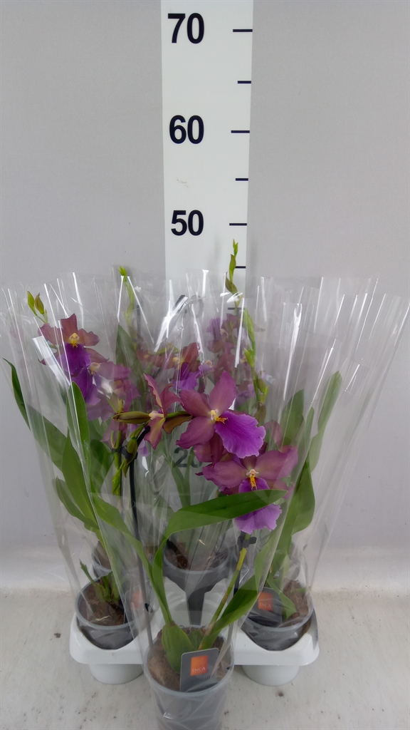 Orchids Mix 9Ø 20cm