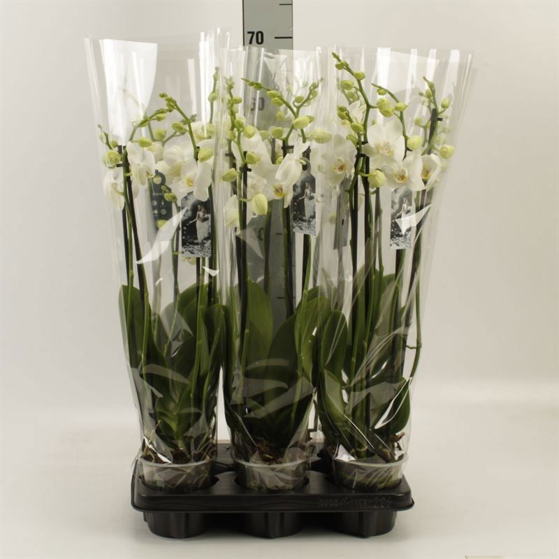 Phalaenopsis White 2 Stem 12Ø 55cm