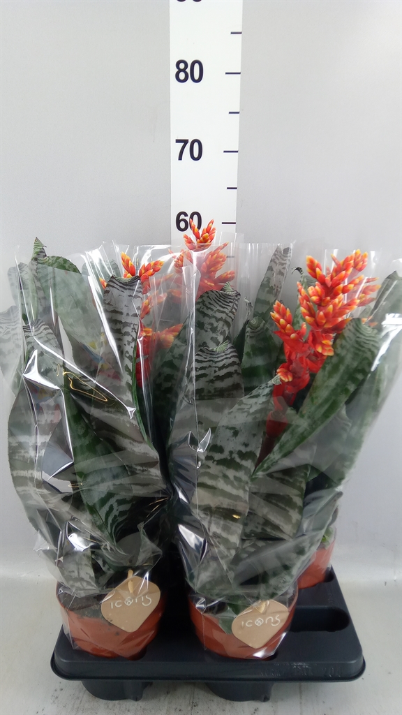 Aech Overig 15Ø 50cm