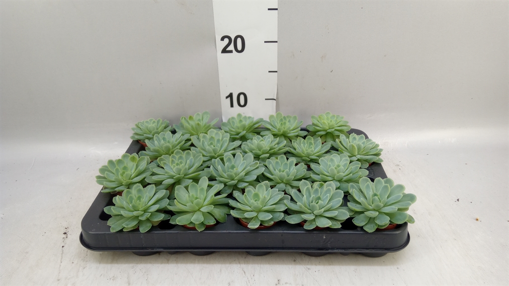 Echeveria Elegans 5Ø 7cm