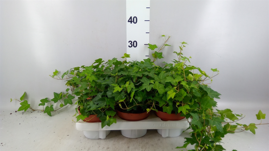 Hedera Helix Pittsburgh 13Ø 30cm