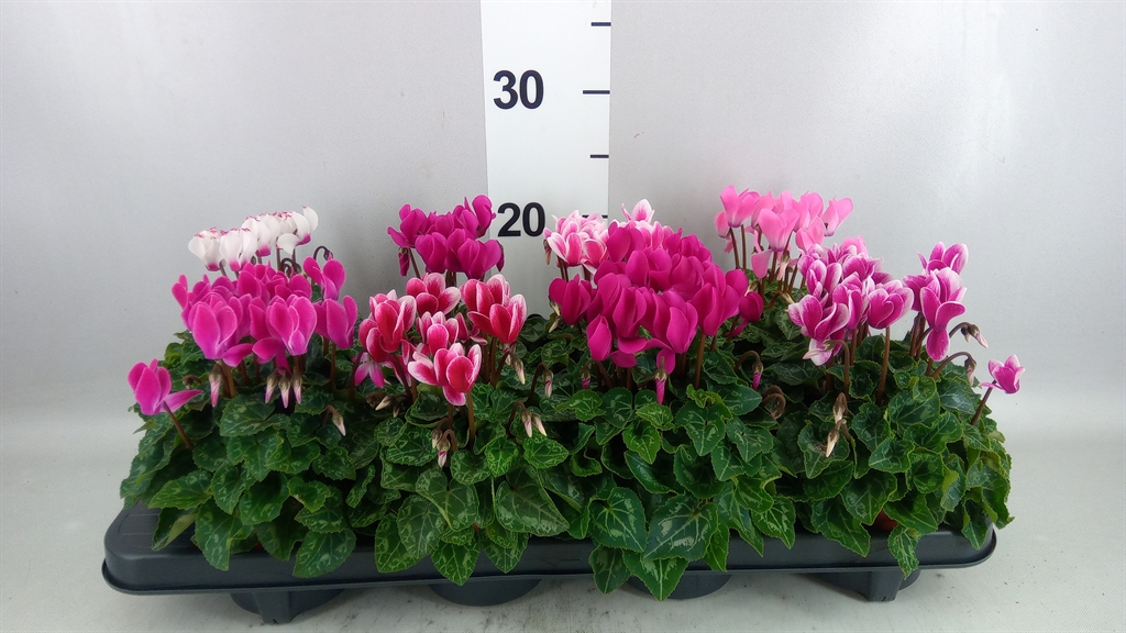 Cyclamen Super Serie Compact 10Ø 22cm