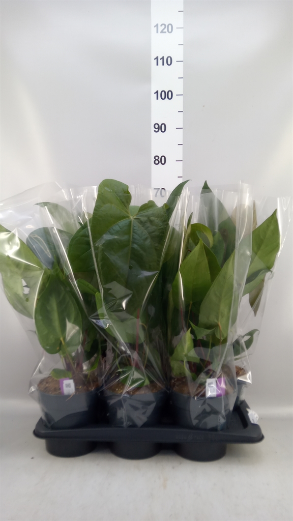Anthu Overig 17Ø 40cm