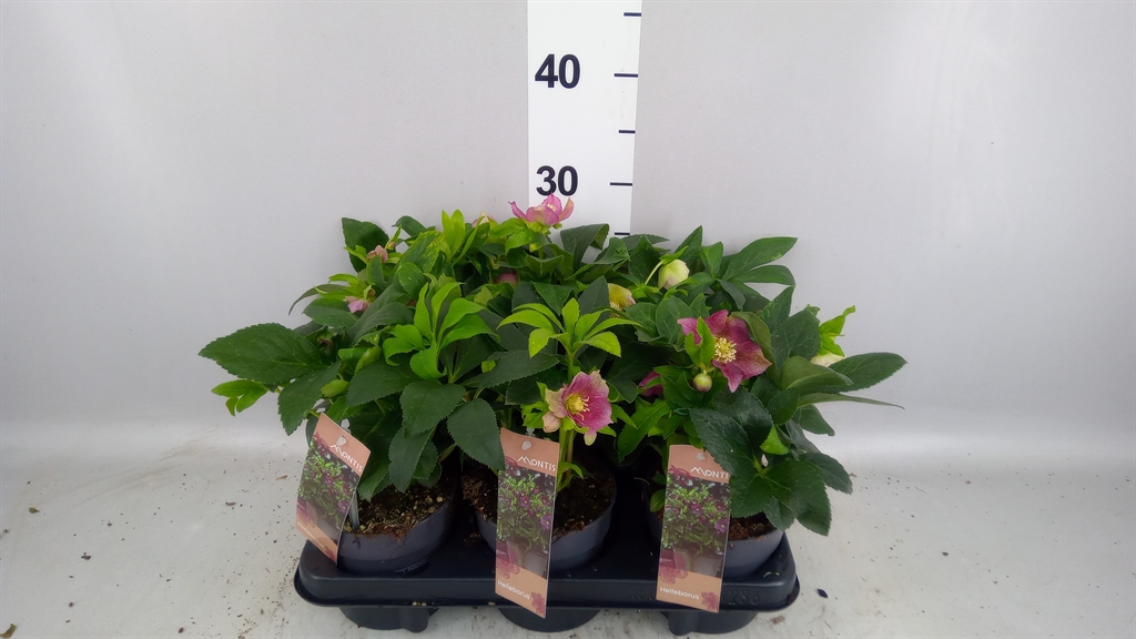Helleborus Orientalis 12Ø 26cm