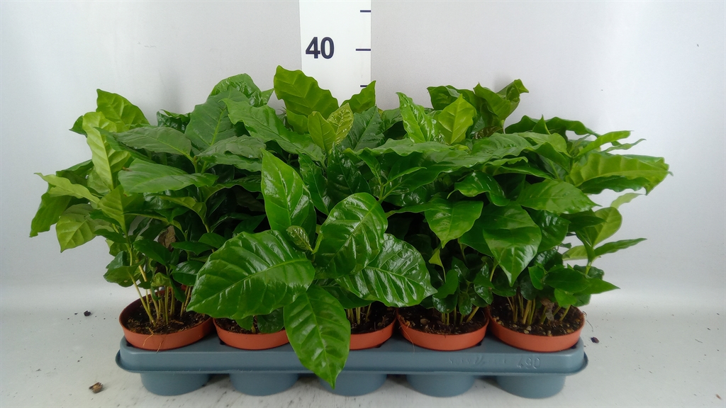 Coffea 12Ø 30cm