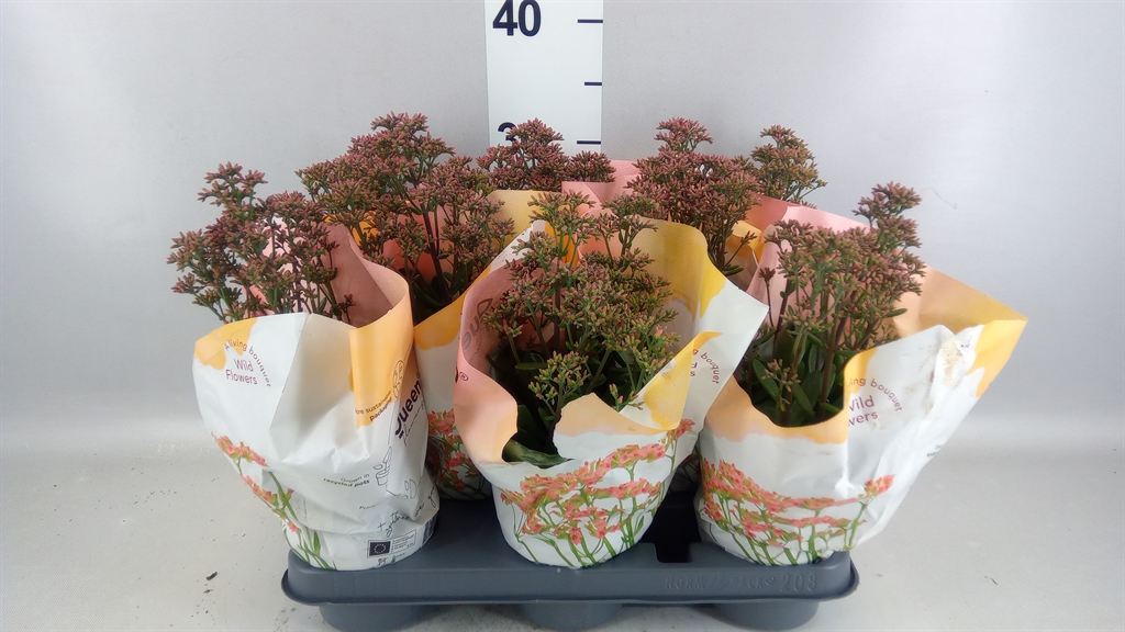Kalanchoe Wild Flowers Surprising Canyon 10Ø 25cm