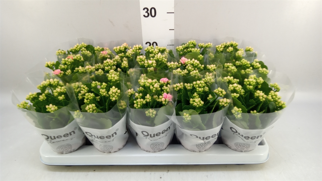 Kalanchoe Double Rose Flowers Esme 9Ø 20cm