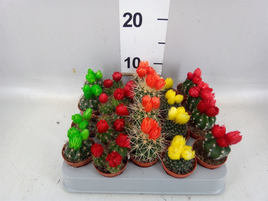 Cactus Decorated 5Ø 8cm