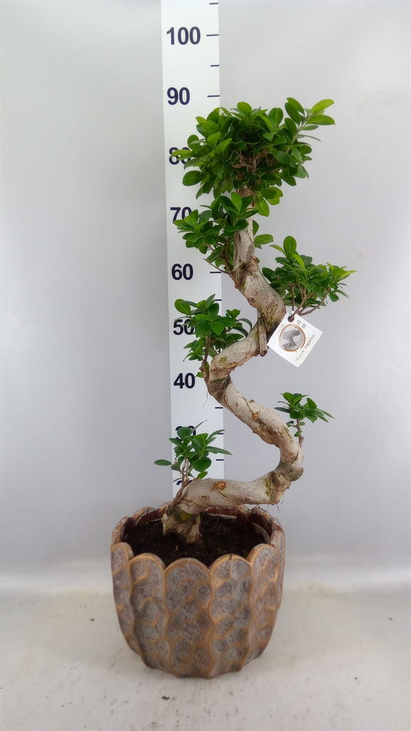 Ficus Microcarpa Ginseng 28Ø 80cm
