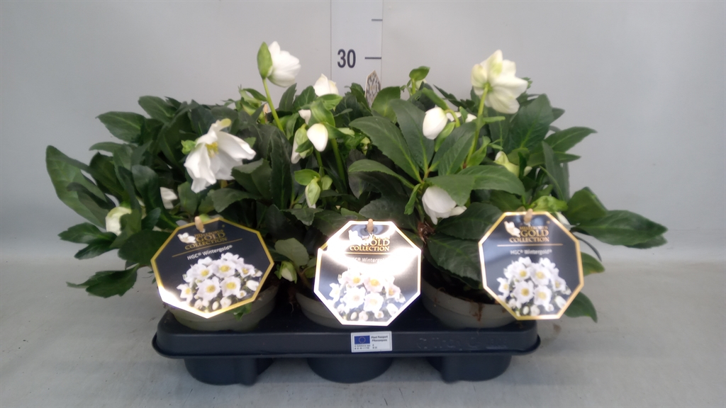 Helleborus Hgc Diva 13Ø 25cm
