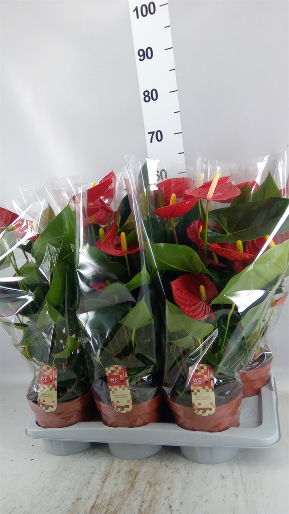 Anthurium Tremendo 17Ø 65cm