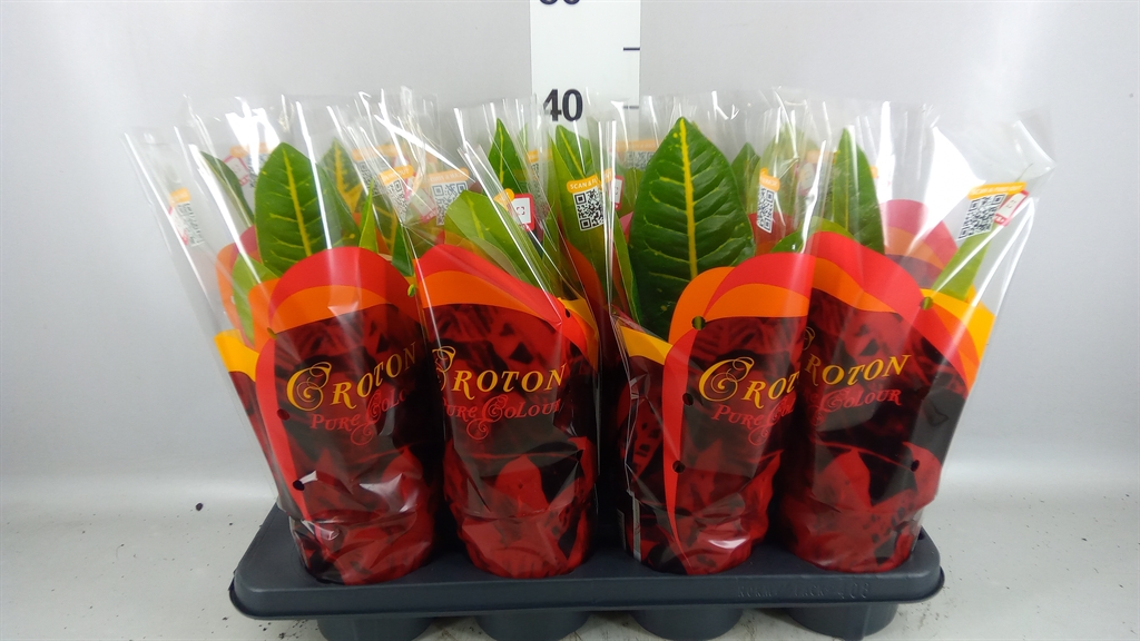 Codiaeum Big Leaf Petra 13Ø 35cm