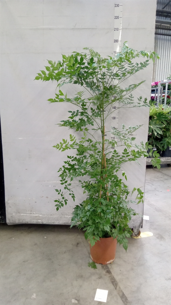 Radermachera Sinica 30Ø 150cm