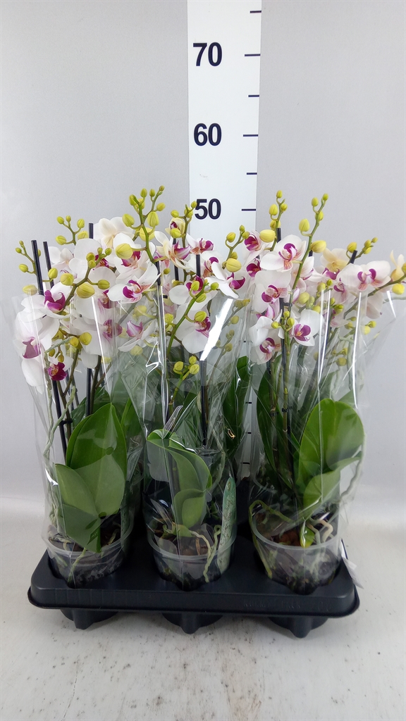 Phalaenopsis Multiflora Safe Haven 12Ø 47cm 2st