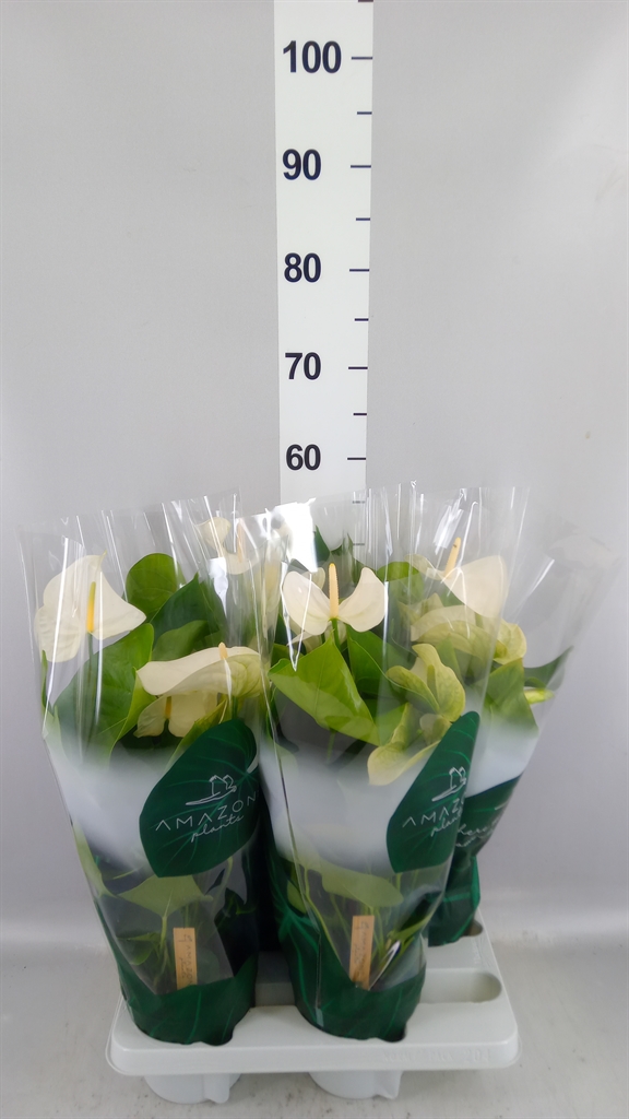 Anthurium Samora 14Ø 50cm