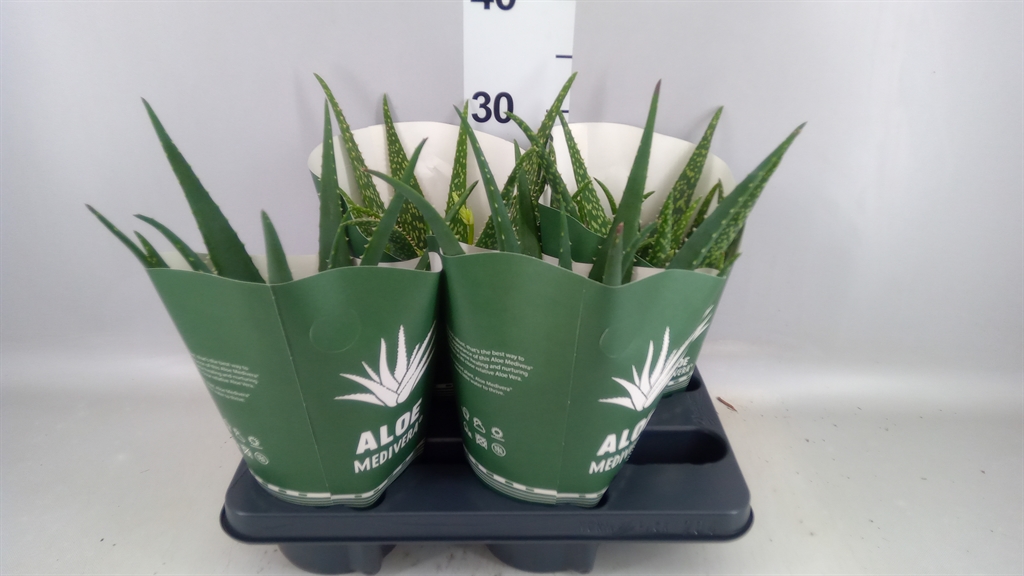 Aloe Mix 14Ø 30cm