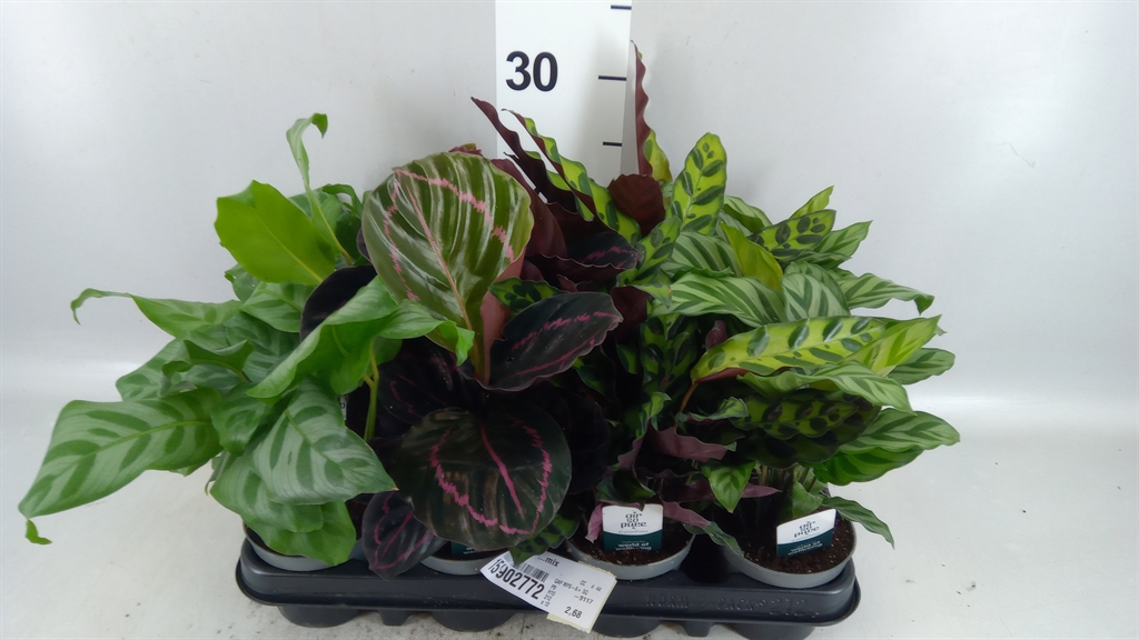 Calat Gemengd 9Ø 15cm