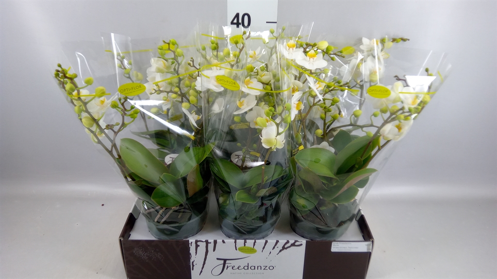 Phal Mf Ov Wit 12Ø 40cm