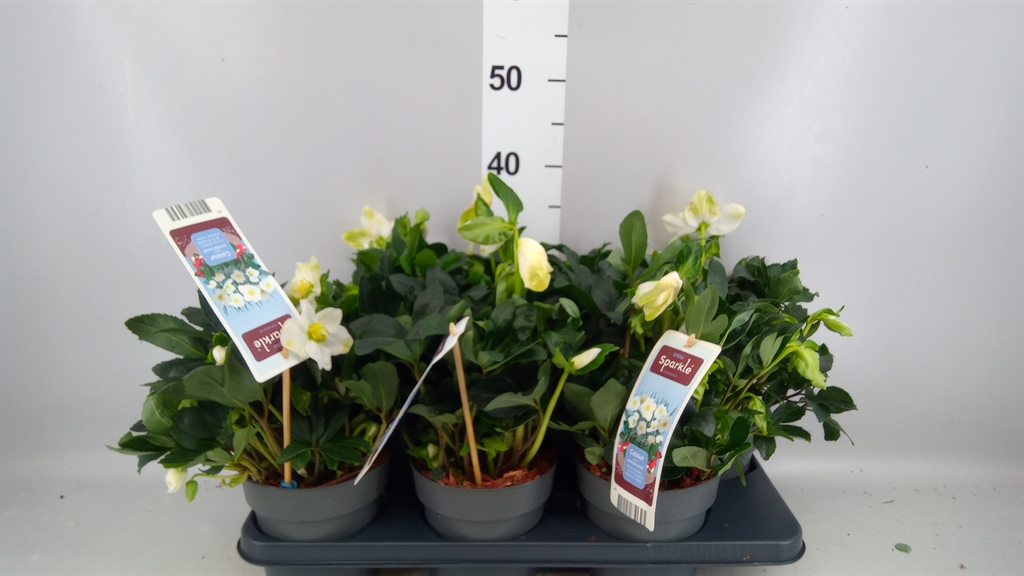 Helleborus Niger 15Ø 30cm