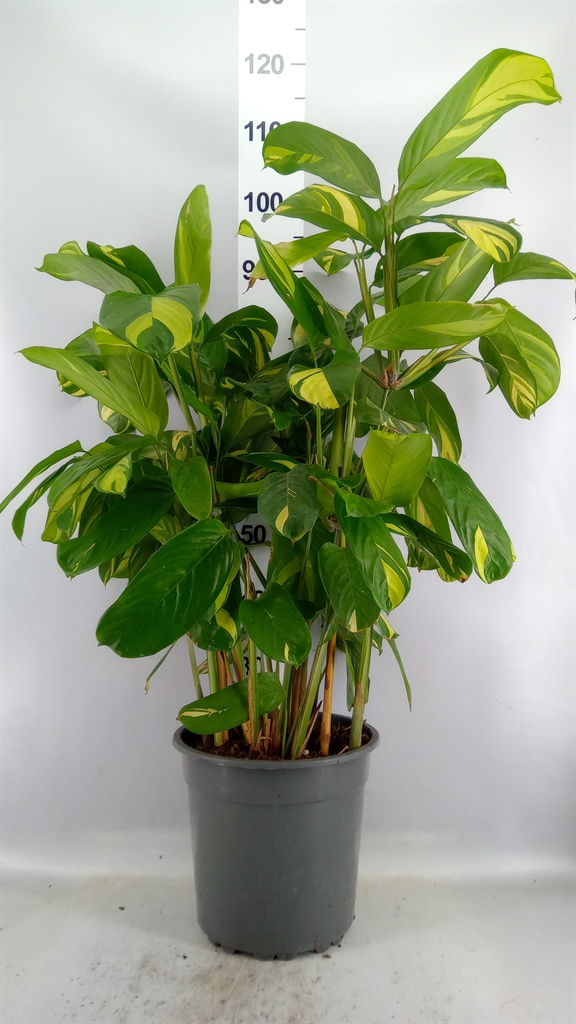 Ctenanthe Golden Mosaic 27Ø 100cm