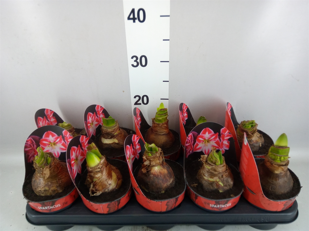 Hippeastrum Spartacus 12Ø 25cm