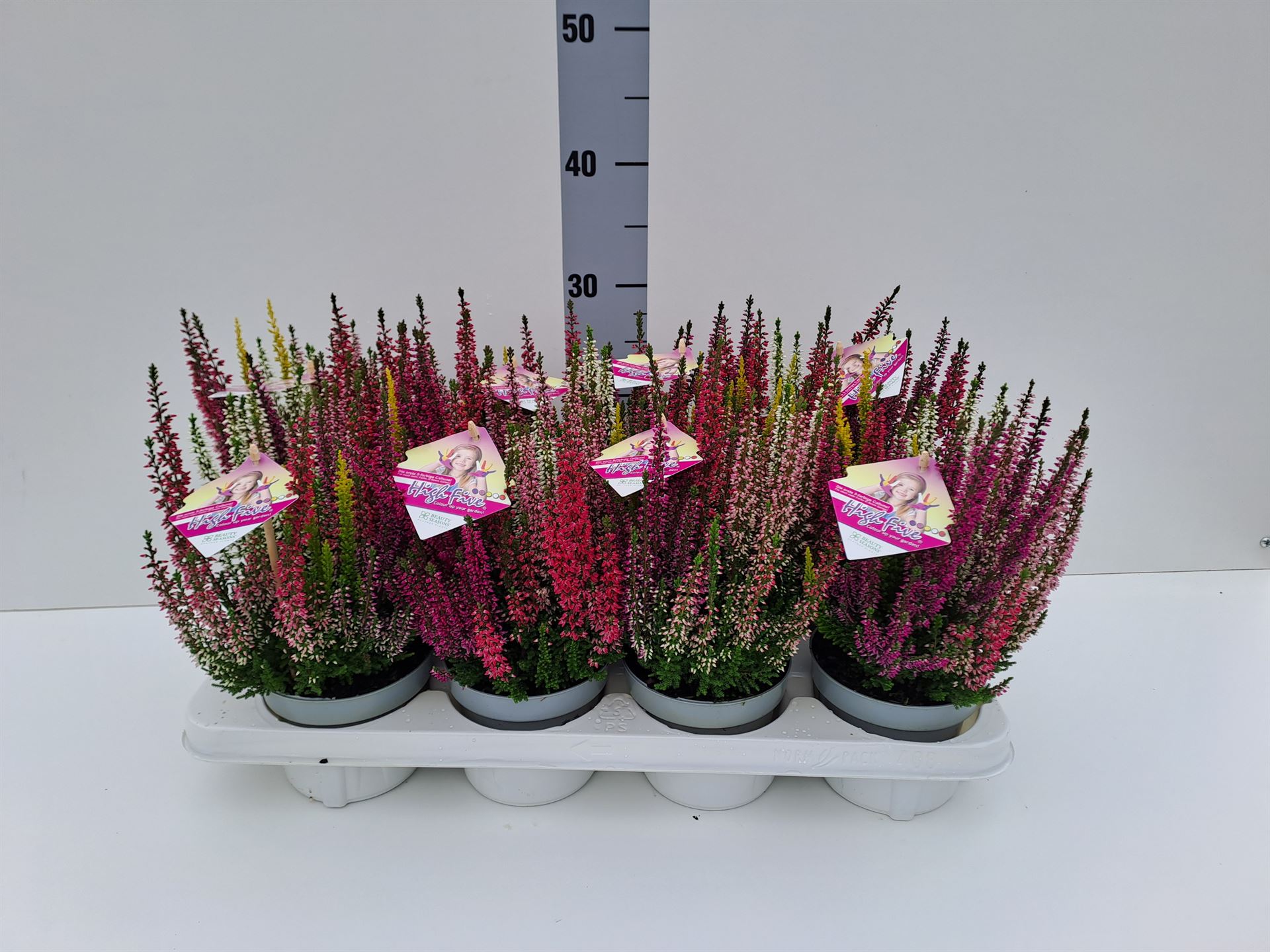 Calluna High Five Mix 12Ø 17cm