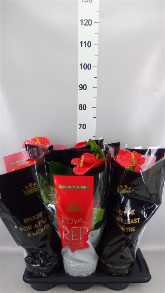 Anthurium Madural 17Ø 60cm