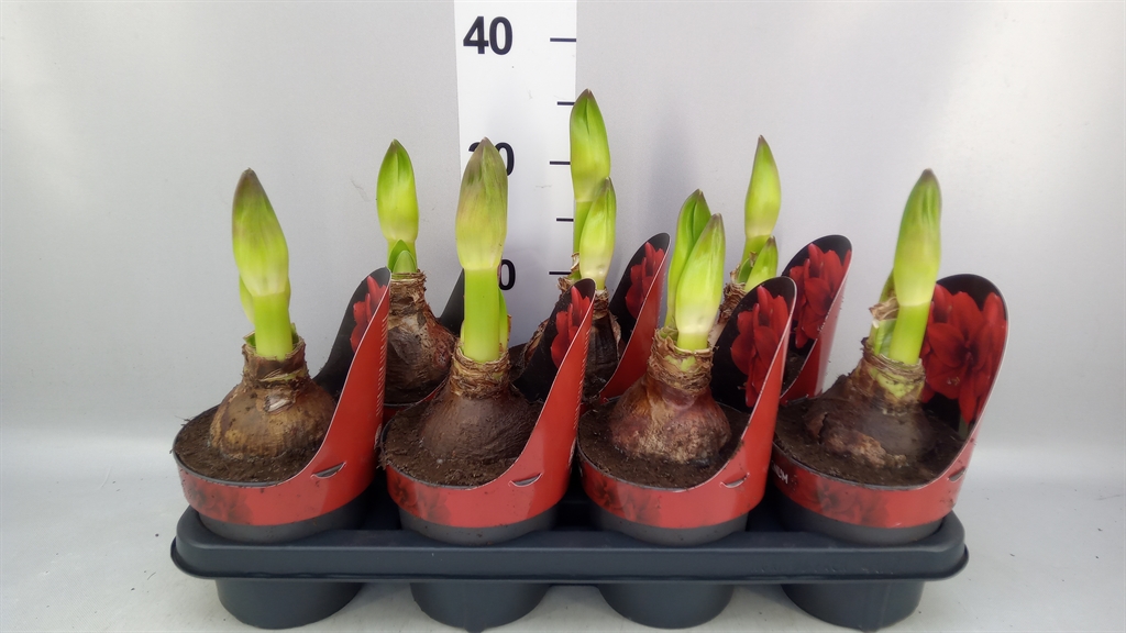 Hippeastrum Magnum 14Ø 25cm