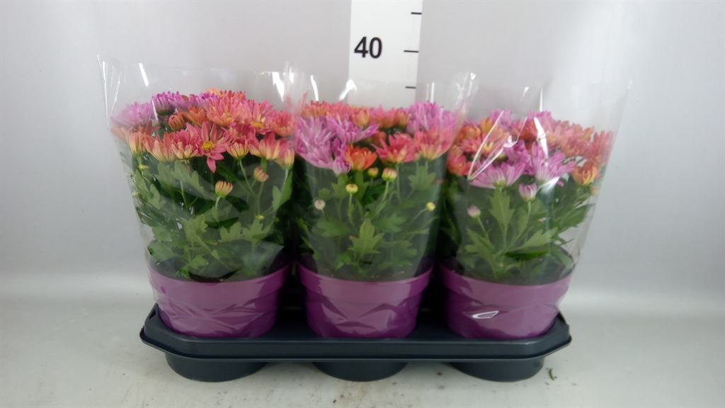 Chrysanth Sollinea 19Ø 35cm