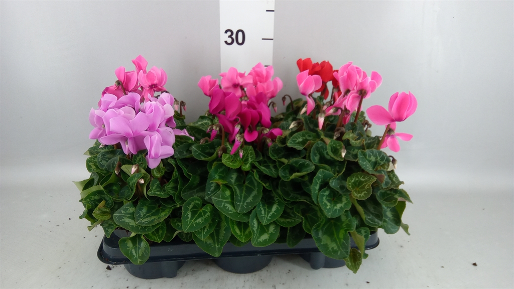 Cyclamen Super Serie Allure 12Ø 29cm