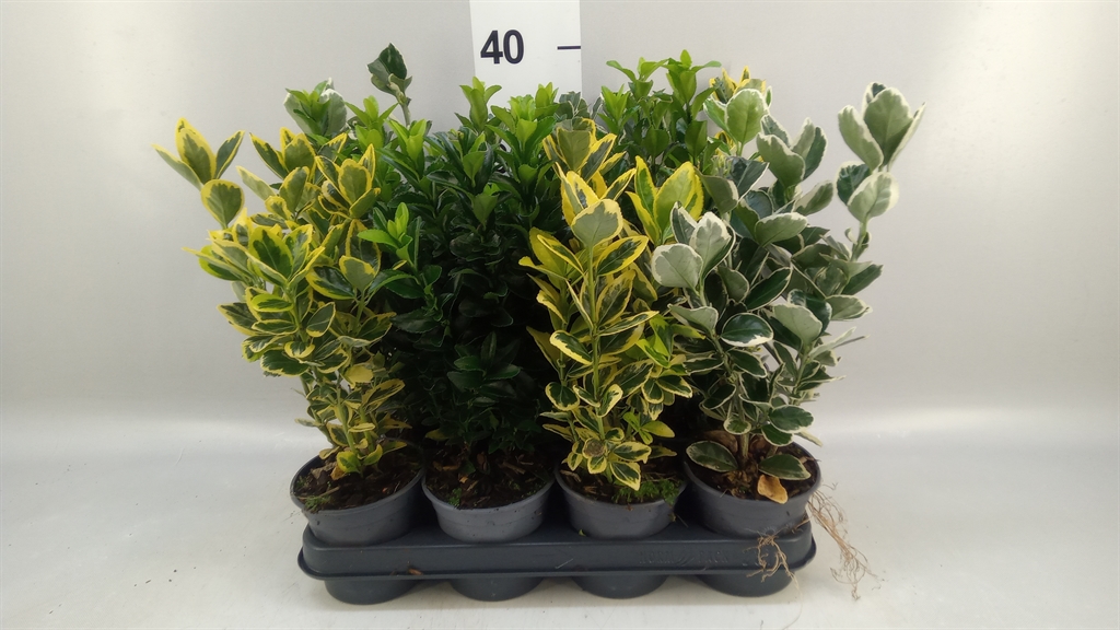 Euonymus Mix 10Ø 35cm