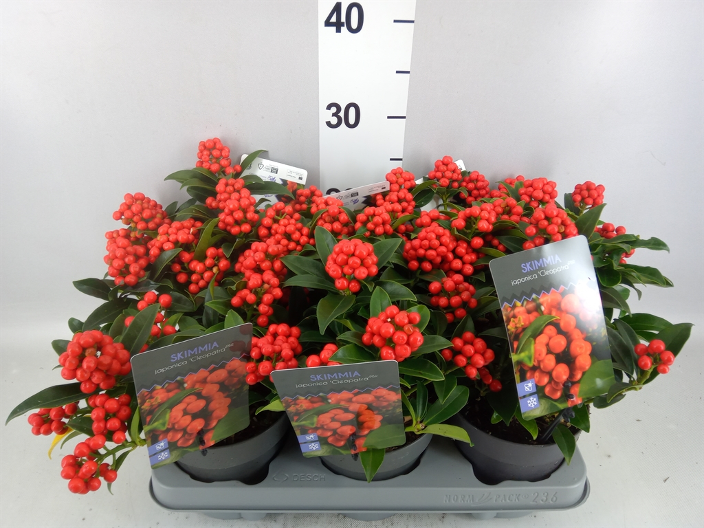 Skimmia Japonica Cleopatra 13Ø 25cm