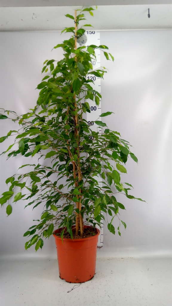 Ficus Benjamina Exotica 27Ø 150cm