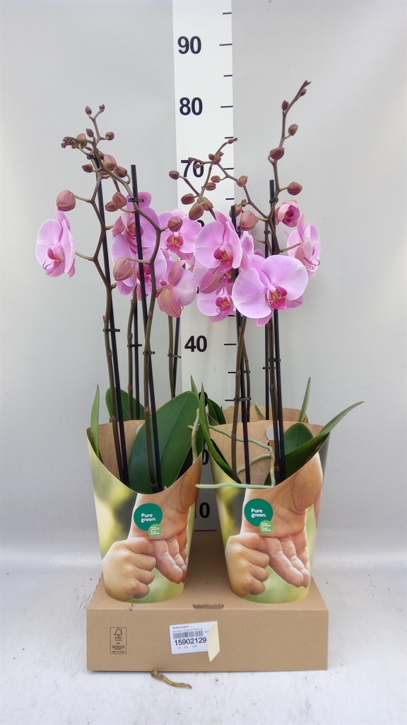 Phal Ov 12Ø 55cm