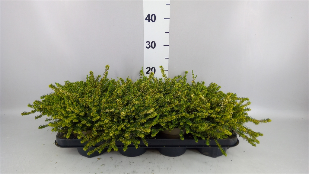 Erica Darleyensis White Perfection 12Ø 20cm
