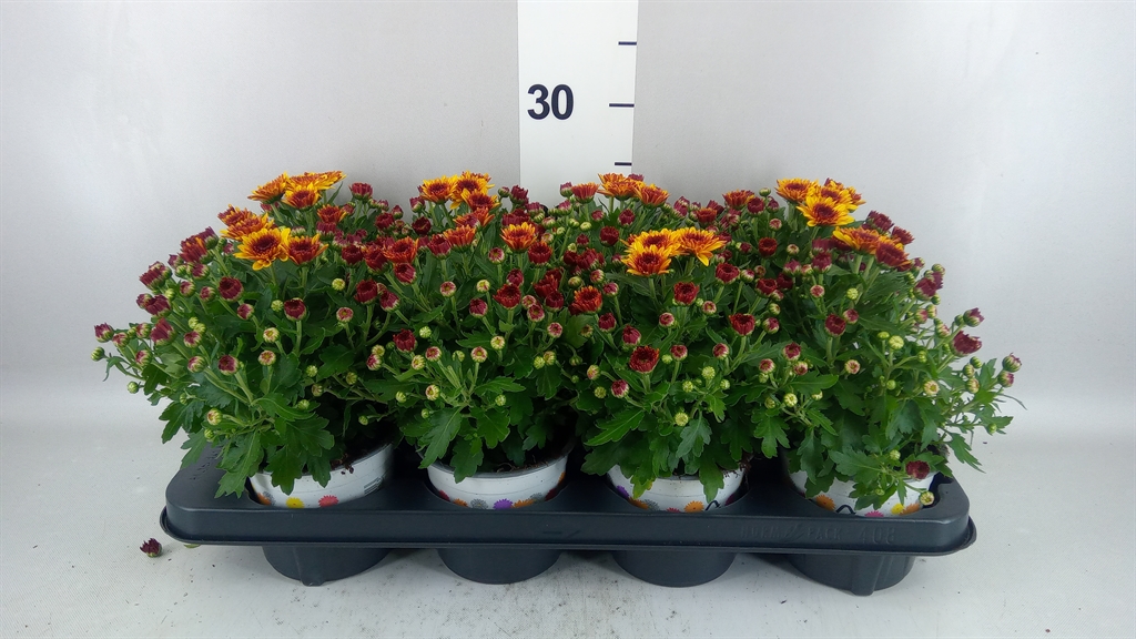 Chrysanthemum Podium Red Bicolor 12Ø 22cm