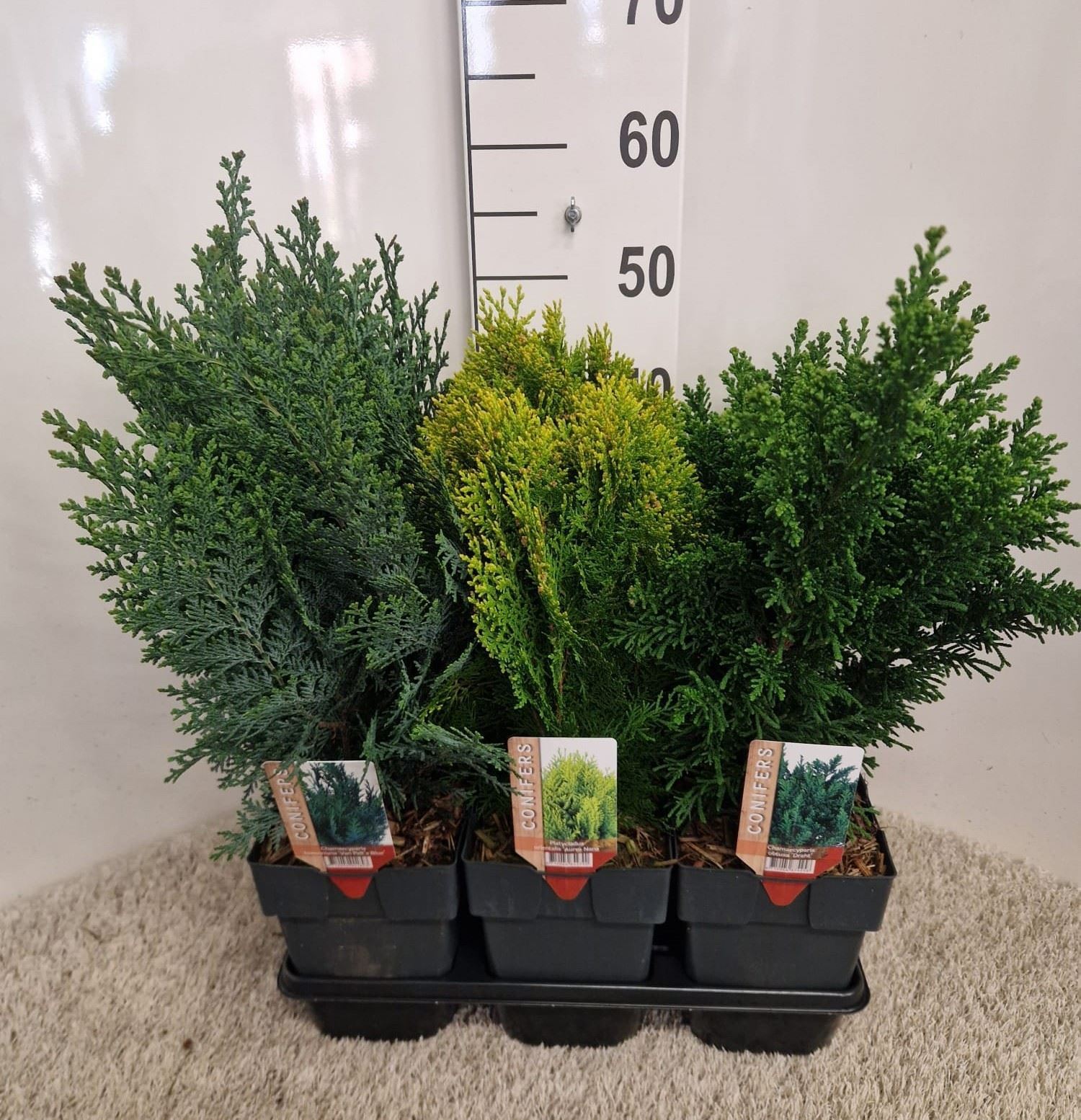 Conifers Mix 17Ø 55cm