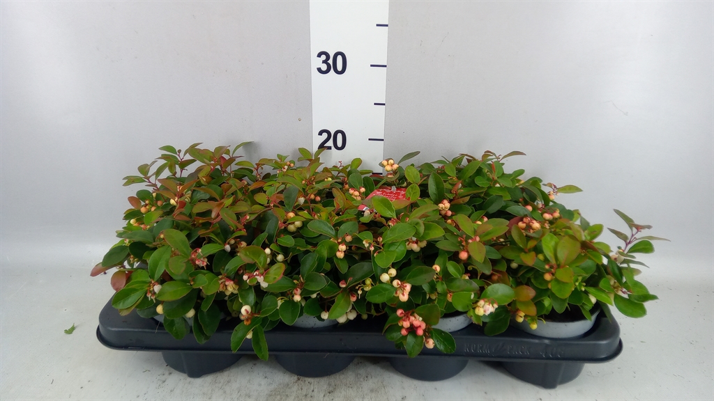 Gaultheria Ciao Bella White 12Ø 15cm