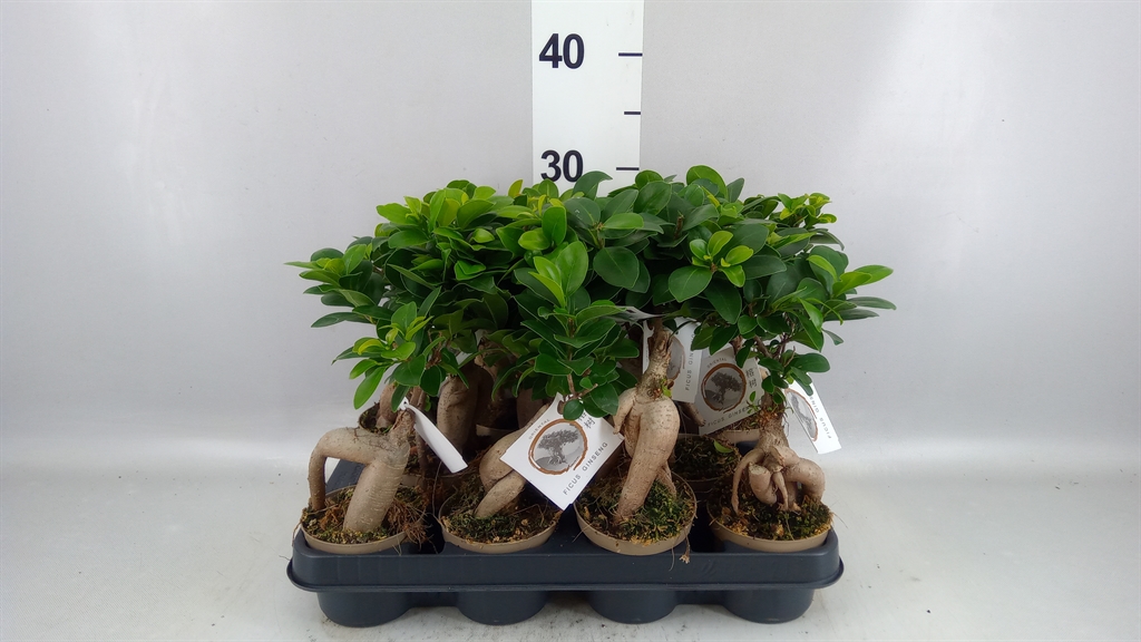 Ficus Microcarpa Ginseng 9Ø 30cm