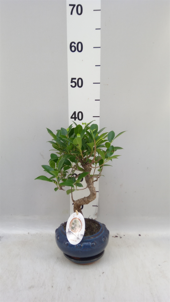 Bonsai Mix 17Ø 35cm