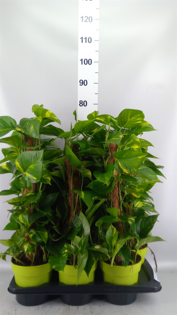 Epipremnum Moss Stick 17Ø 70cm