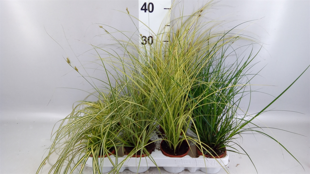 Carex Gemengd 8Ø 15cm