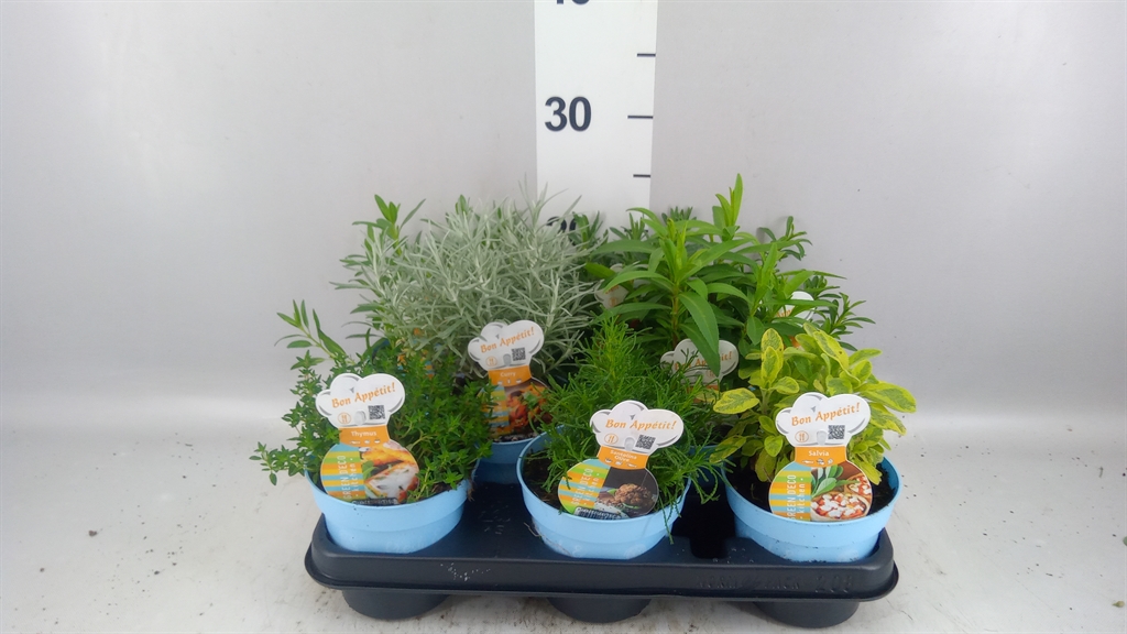 Garden Herbs Mix 12Ø 15cm