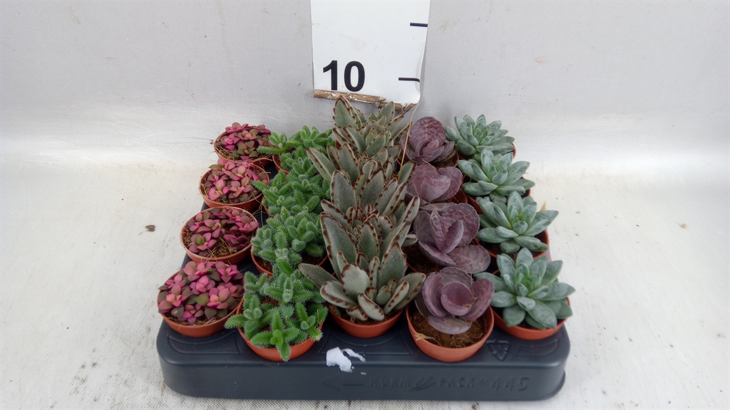 Succulenten Overig 505Ø