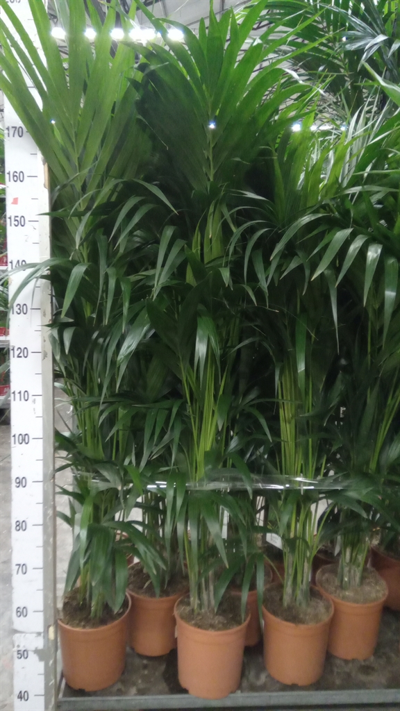 Howea Forsteriana