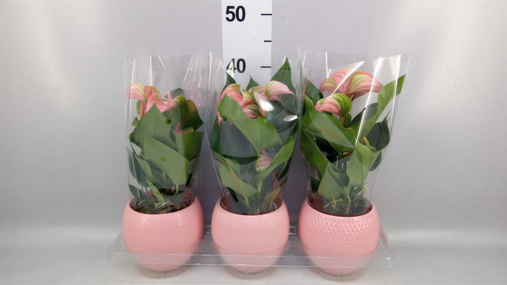 Anthurium Joli 12Ø 40cm