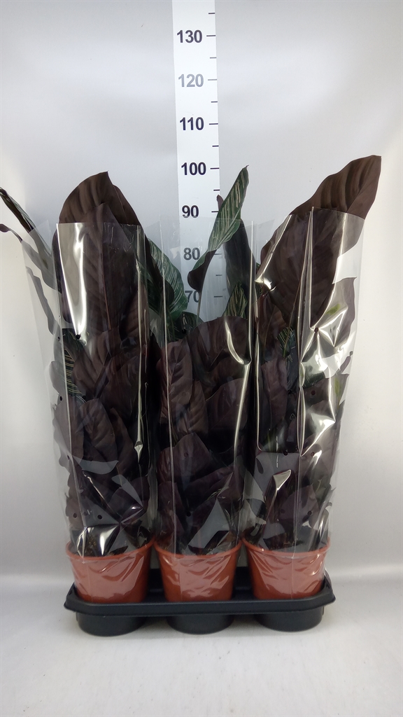 Calat Sanderiana 19Ø 70cm