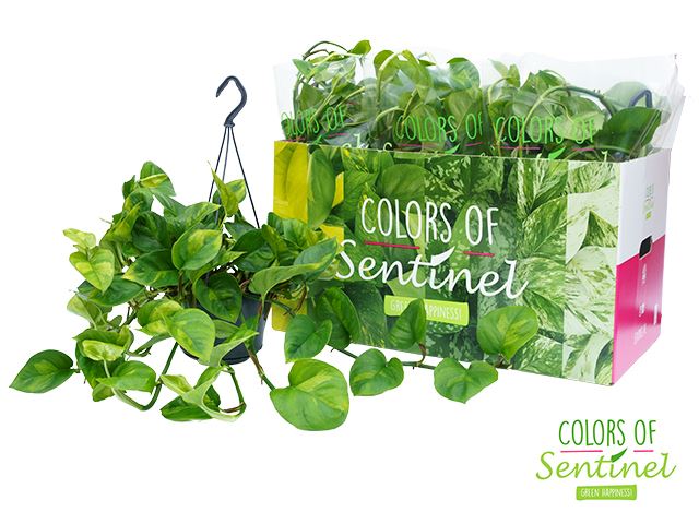 Epipremnum Global Green 15Ø 40cm