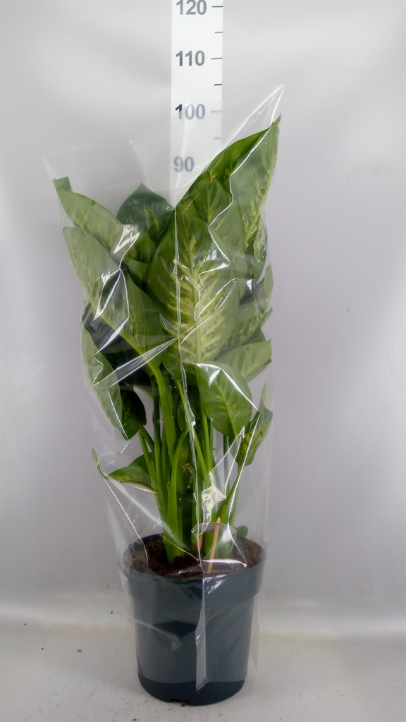 Dieffenbachia Reeva 24Ø 75cm